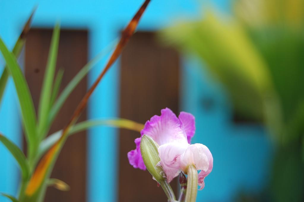 La Choza Guesthouse Santo Domingo Kültér fotó